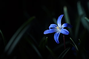 Glory of the snow flower closeup photography