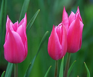 selective focus photography of pink tulips