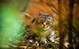 gray cat lays on dried leaves with grass during daytime