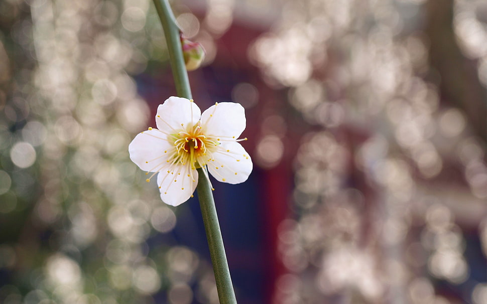 shallow focus photography of white petaled flower HD wallpaper