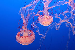 white and red jellyfish HD wallpaper