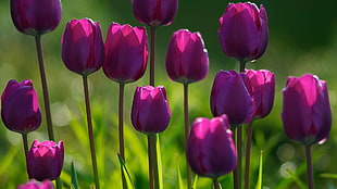 selective focus photography of purple tulips HD wallpaper