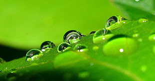water drops on leaf HD wallpaper