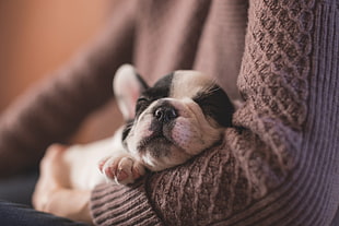 person wearing purple cable-knit sweater holding sleeping black and white French Bulldog puppy