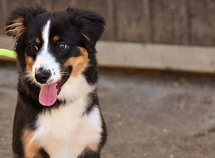 Bernese Mountain dog puppy