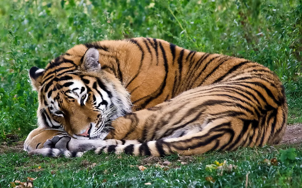 tiger sleeping on green grass HD wallpaper