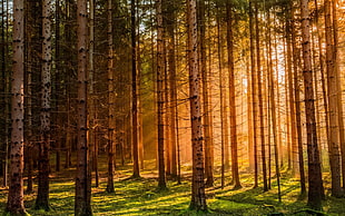 brown trees, nature, landscape, Germany, forest