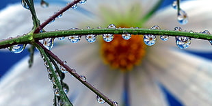 green plant macro photography