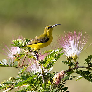shallow focus photo of yellow hawaiian honeycreeper, sunbird HD wallpaper