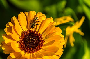 close up photography of bee on sunflower HD wallpaper