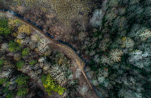 nature, trees, water, river