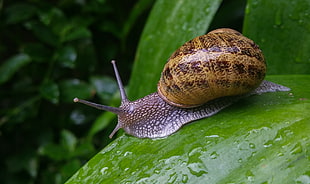 swallow photography of snail in green grass HD wallpaper