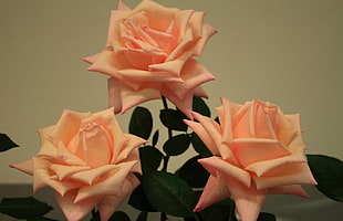 three pink roses still life photography