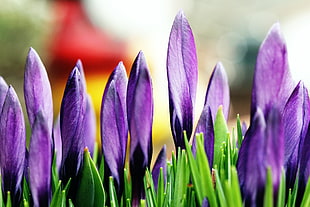 close up photo of purple petaled flowers HD wallpaper