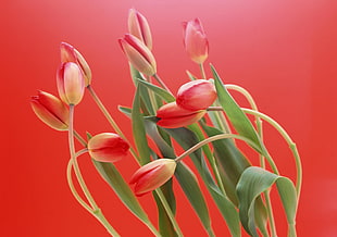 macro photography of red flowers