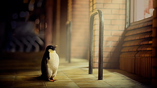 black and white emperor penguin, digital art, artwork, animals, 3D HD wallpaper