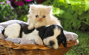 Puppy,  Kitten,  Basket,  Grass HD wallpaper