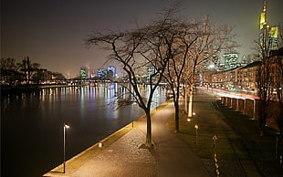 photo of tree near body of water