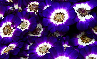 purple-and-white petaled flower HD wallpaper