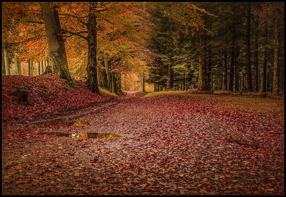 maple trees digital wallpaper, forest, leaves, trees, rain HD wallpaper