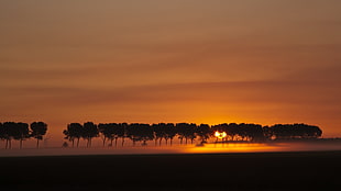 Decline,  Evening,  Orange,  Trees