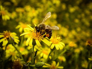 bumblebee, flowers, insect, animals