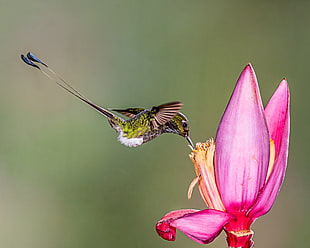 green Hummingbird and pink petaled flower, booted racket-tail
