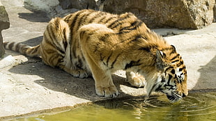 brown and black tiger, tiger, animals, nature, feline