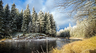 river and green trees, nature, river, forest, trees