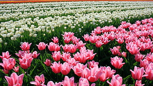 pink and white flower garden