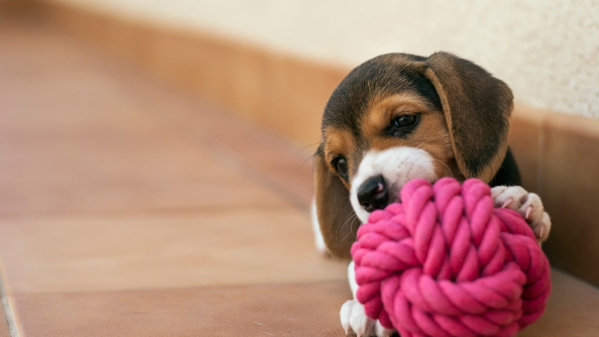 black, brown, and white beagle puppy, puppies