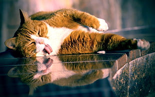 Cat,  Lying,  Tongue,  Playful HD wallpaper