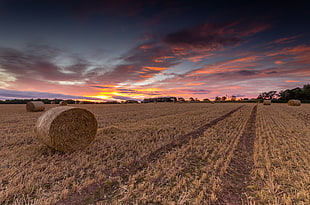 rolled hay during golden hour HD wallpaper