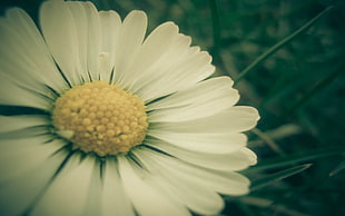 closeup photo of white daisy flower