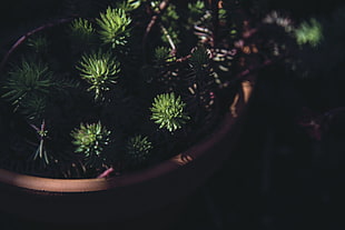 green succulent plants on pot