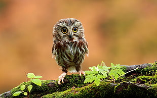 brown owl, owl, birds, moss HD wallpaper