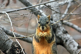 gray and brown squirel