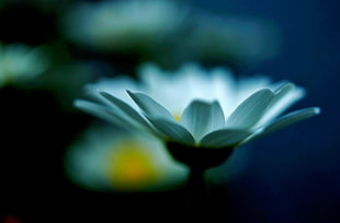 white flower, flowers, plants