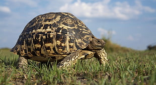 beige and black tortoise walking on green grass HD wallpaper