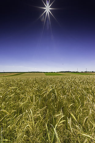 green rice fields, wheatfield HD wallpaper