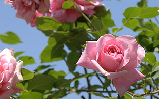 pink flowers in tilt shift lens photography HD wallpaper