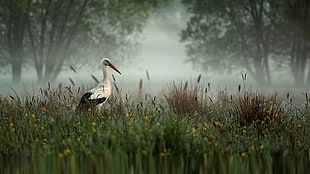 white and black pelican, stork HD wallpaper
