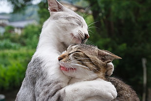 selective focus of two cat closing their eyes hugging each other HD wallpaper