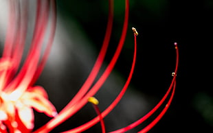 red petaled flower, flowers, macro, nature, red flowers