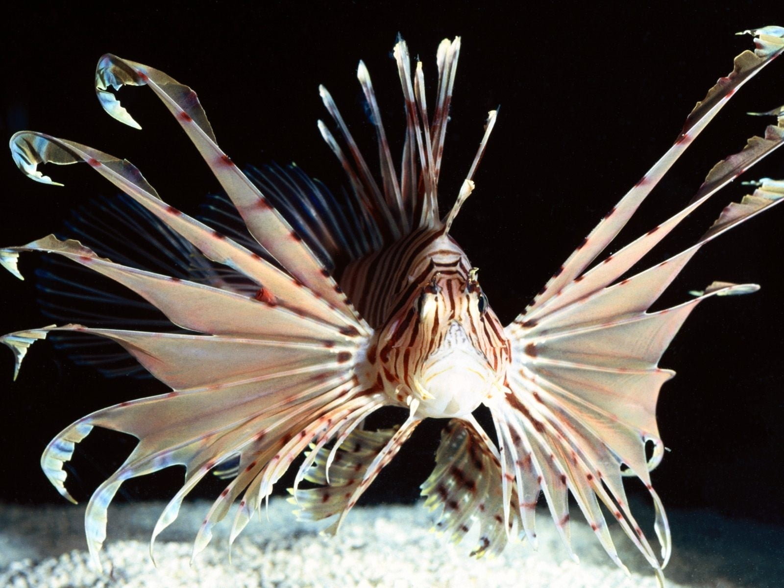 Beige And Brown Lion Fish Underwater Sea Fish Lionfish HD Wallpaper 