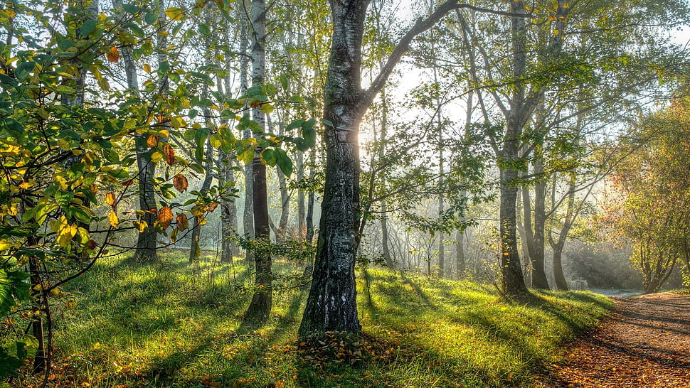 tall green trees, nature, wood, trees, forest HD wallpaper