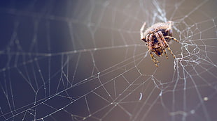 brown arachnid, spider, nature, macro, spiderwebs HD wallpaper