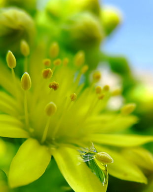 gray scale photography of green flower HD wallpaper