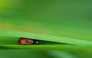 photo of black and red ladybug between two green leaves