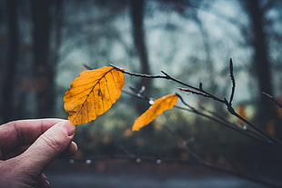 dried leaf HD wallpaper